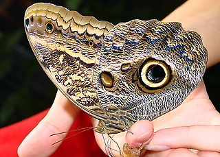 Caligo memnon PAIR Huge A1 Male & Female  Owl Head Butterflies