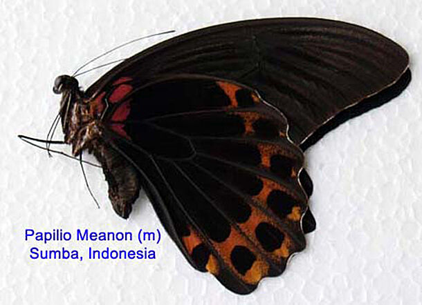Butterfly - Papilionidae - Papilio Memnon (m) -  Sumba Island, Indonesia