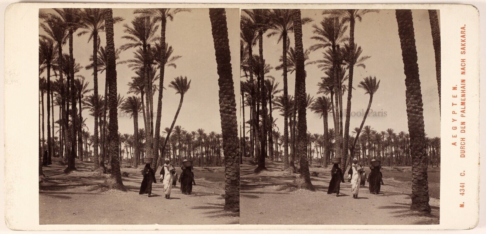 EEGYPT Palm Grove Saqqara Photo Alois Beer Stereo Vintage Albumin c1880