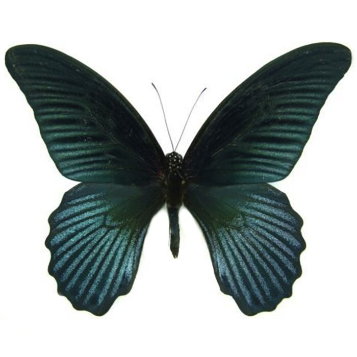 Papilio memnon agenor blue black butterfly Malaysia WINGS CLOSED Papilio memnon agenor blue black butterfly Malaysia WINGS CLOSED