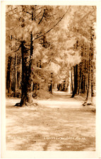 Lovers Lane in Sitka Alaska AK Scenic View Trees 1920s RPPC Postcard Photo picture