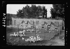 Photo:Bethlehem Poultry Farm Esan Safieh 1900s Chicken Coop Alfalfa Beds picture