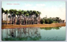 Antique Egypt Postcard MIT RAHINA Palmtrees at Bedrechen 1900 picture