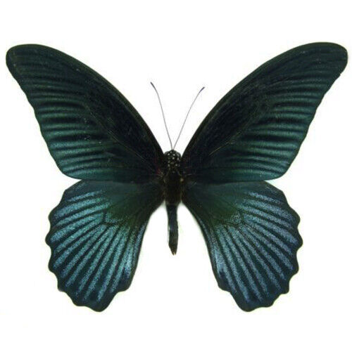 Papilio memnon ONE REAL BUTTERFLY BLUE BLACK WINGS CLOSED MALAYSIA