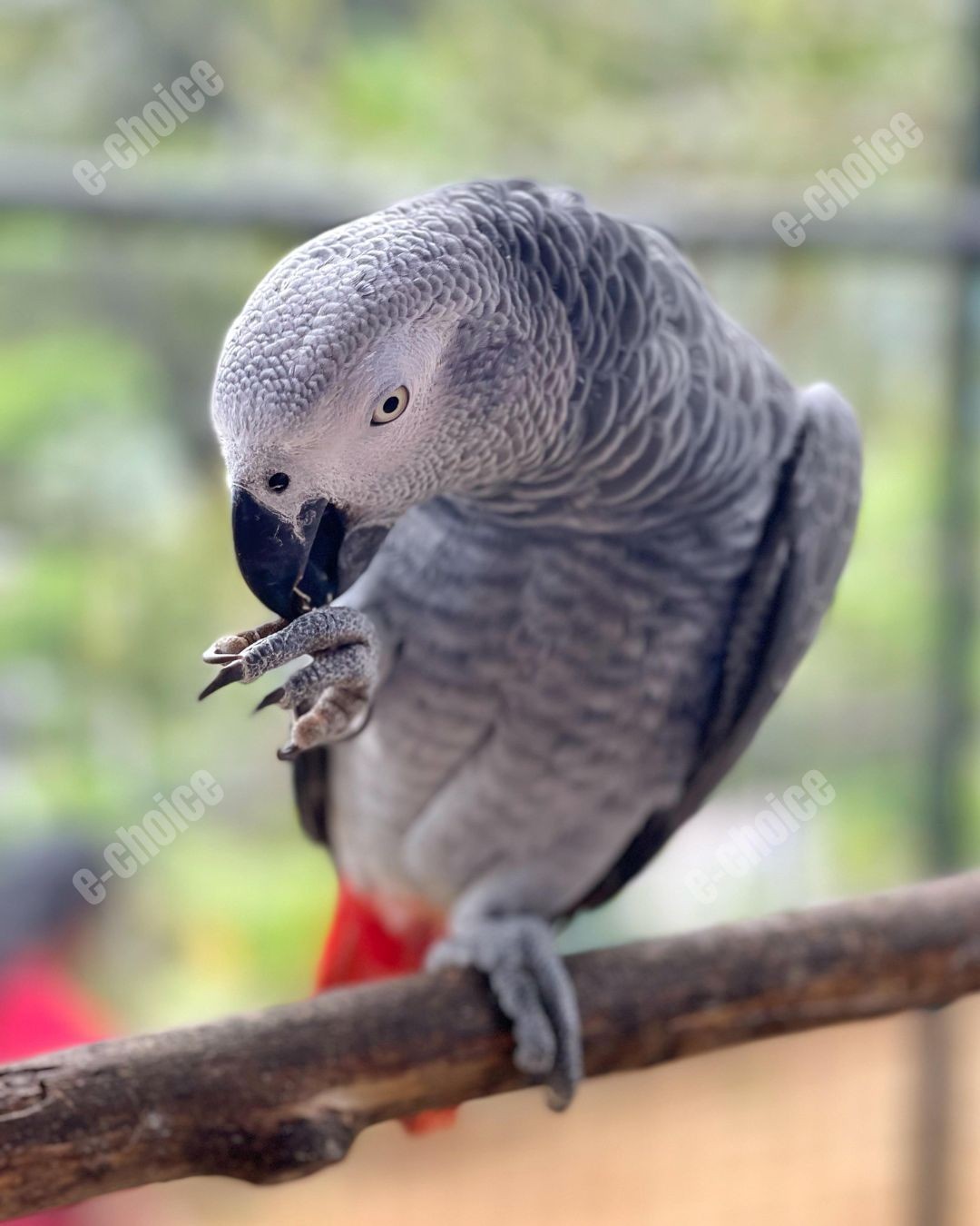 Bird Lover Gift African Grey Parrot Digital Photo Close up Wildlife Photography Bird Lover Gift African Grey Parrot Digital Photo Close up Wildlife Photography
