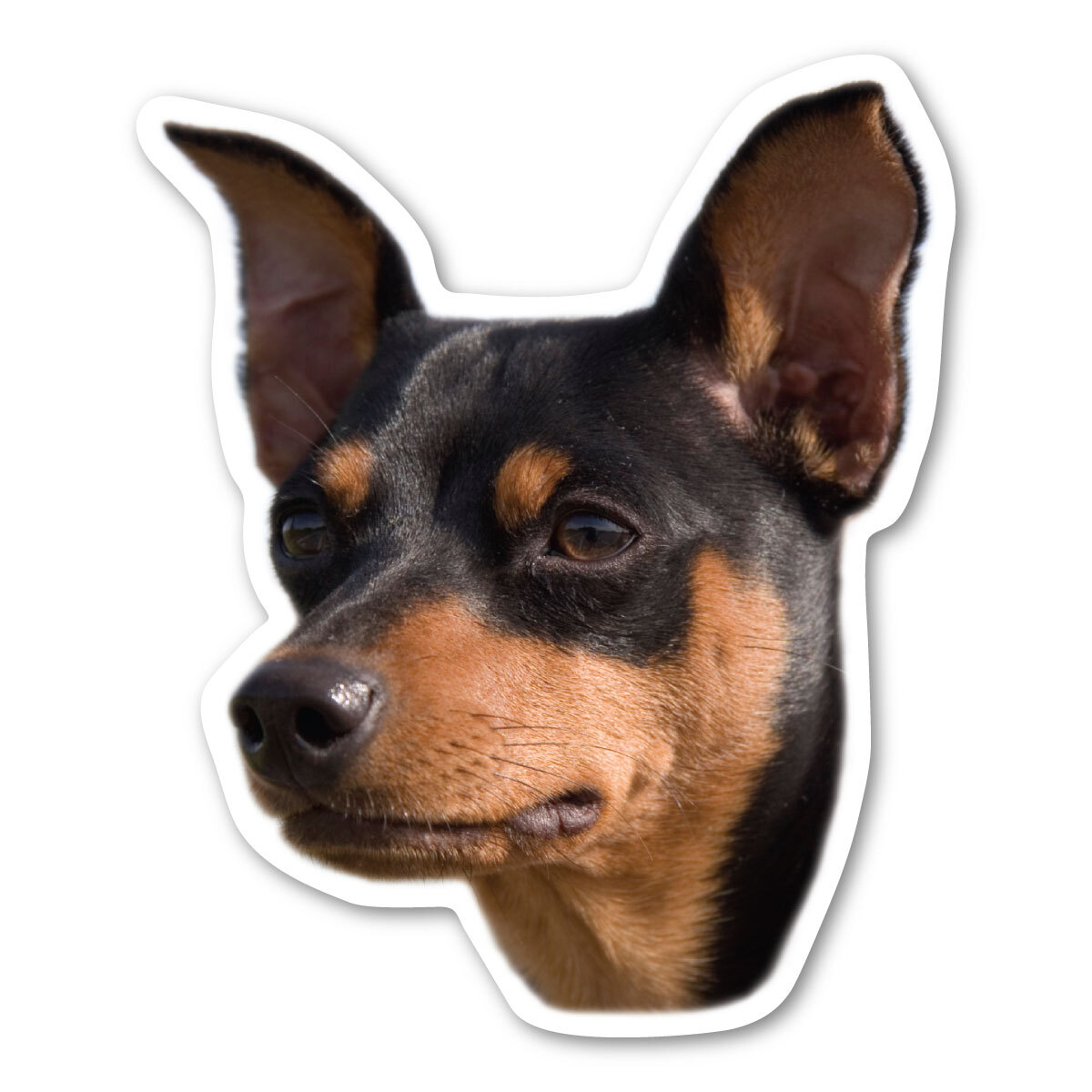 Miniature Pinscher Magnet Miniature Pinscher Magnet
