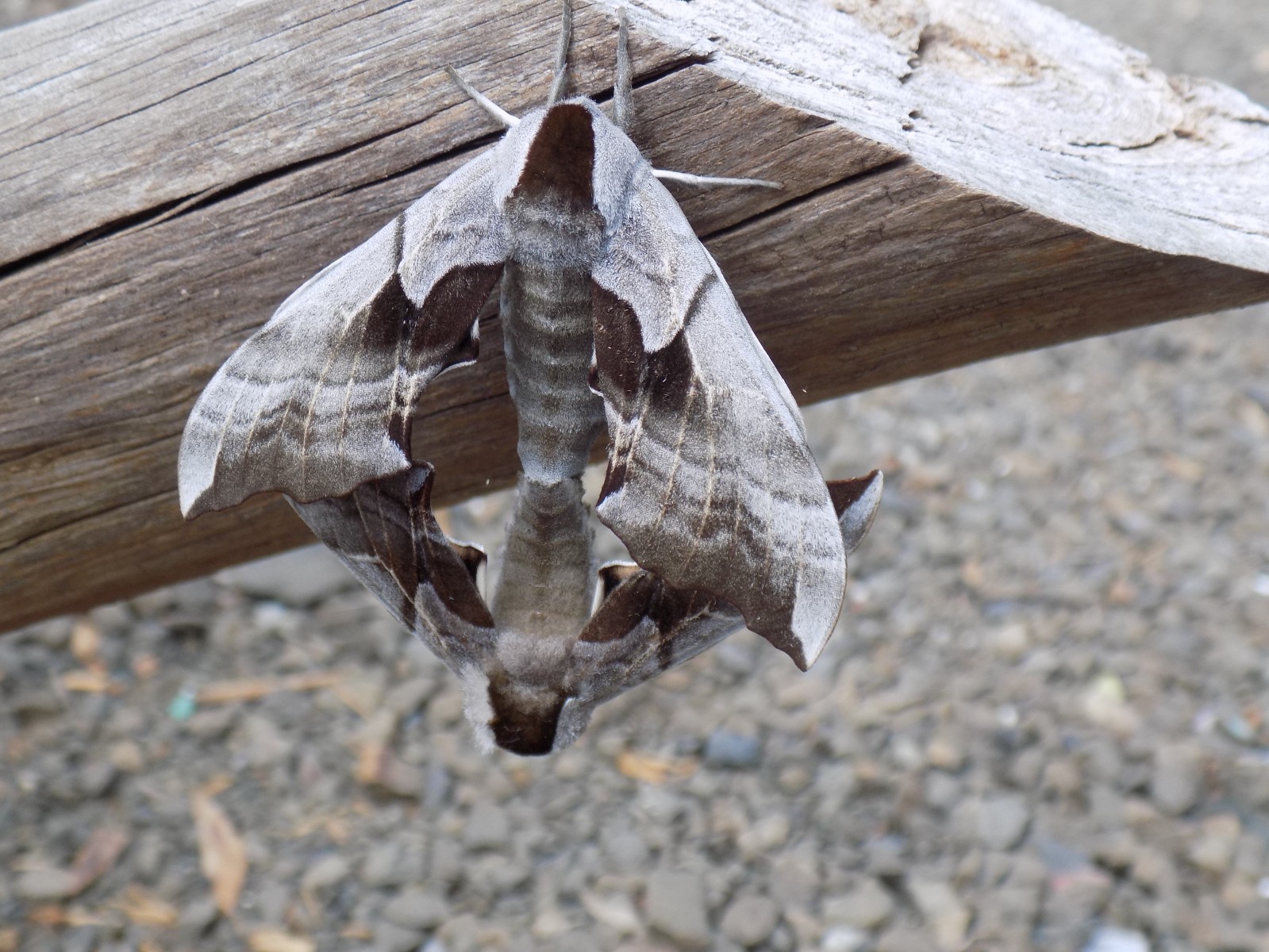 Lot of 7 Sphinx moth pupa, Western Eyed sphinx, Smerinthus ophthalmica Lot of 7 Sphinx moth pupa, Western Eyed sphinx, Smerinthus ophthalmica