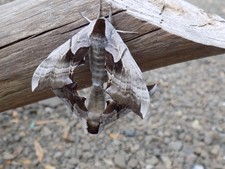 Lot of 7 Sphinx moth pupa, Western Eyed sphinx, Smerinthus ophthalmica picture