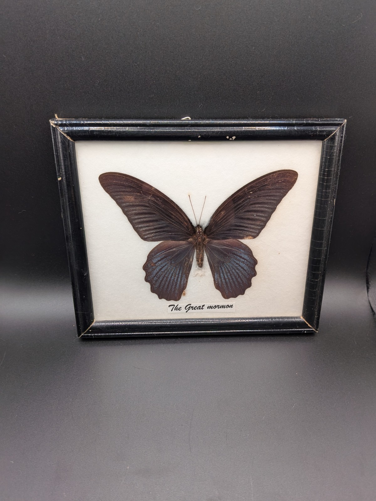 Papilio Memnon (The Great Mormon) Framed Butterfly Papilio Memnon (The Great Mormon) Framed Butterfly