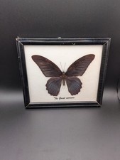 Papilio Memnon (The Great Mormon) Framed Butterfly picture