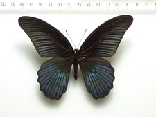 ENTOMOLOGY, BUTTERFLY: PAPILIO MEMNON SSP.? SINGKEP ISL. picture