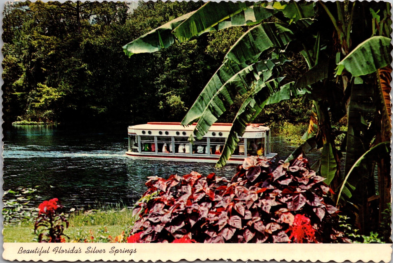 Silver Springs FL Glass Bottom Boat Vintage Postcard 5P21-27