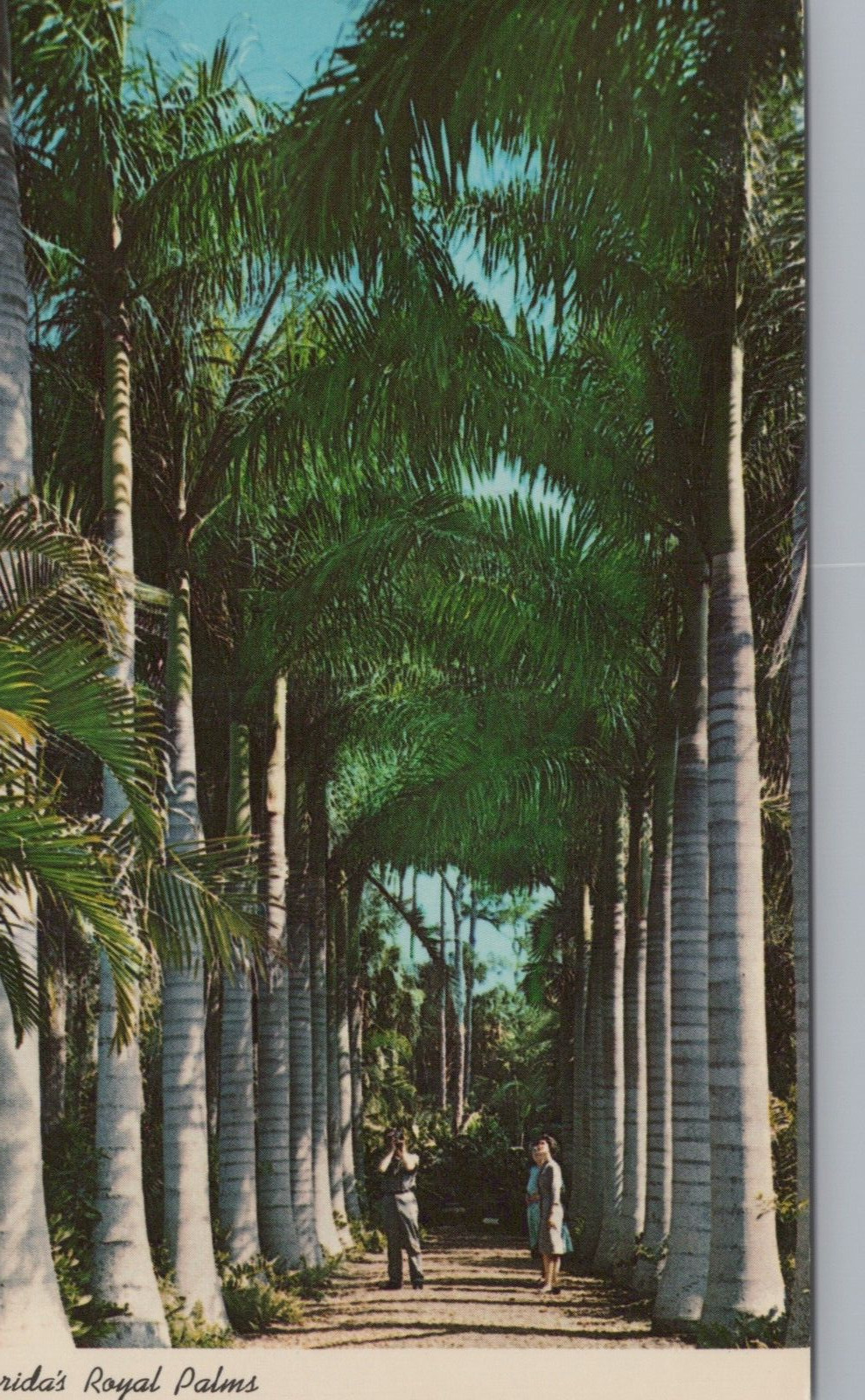Colonnade Of Royal Palms In Tropical Florida Vintage Chrome Postcard
