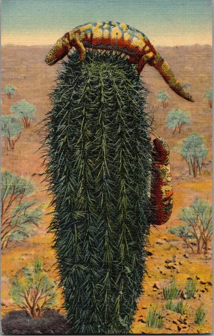 Gila Monster Reptile Lizard Desert Landscape Catus New Mexico Vtg Linen Postcard