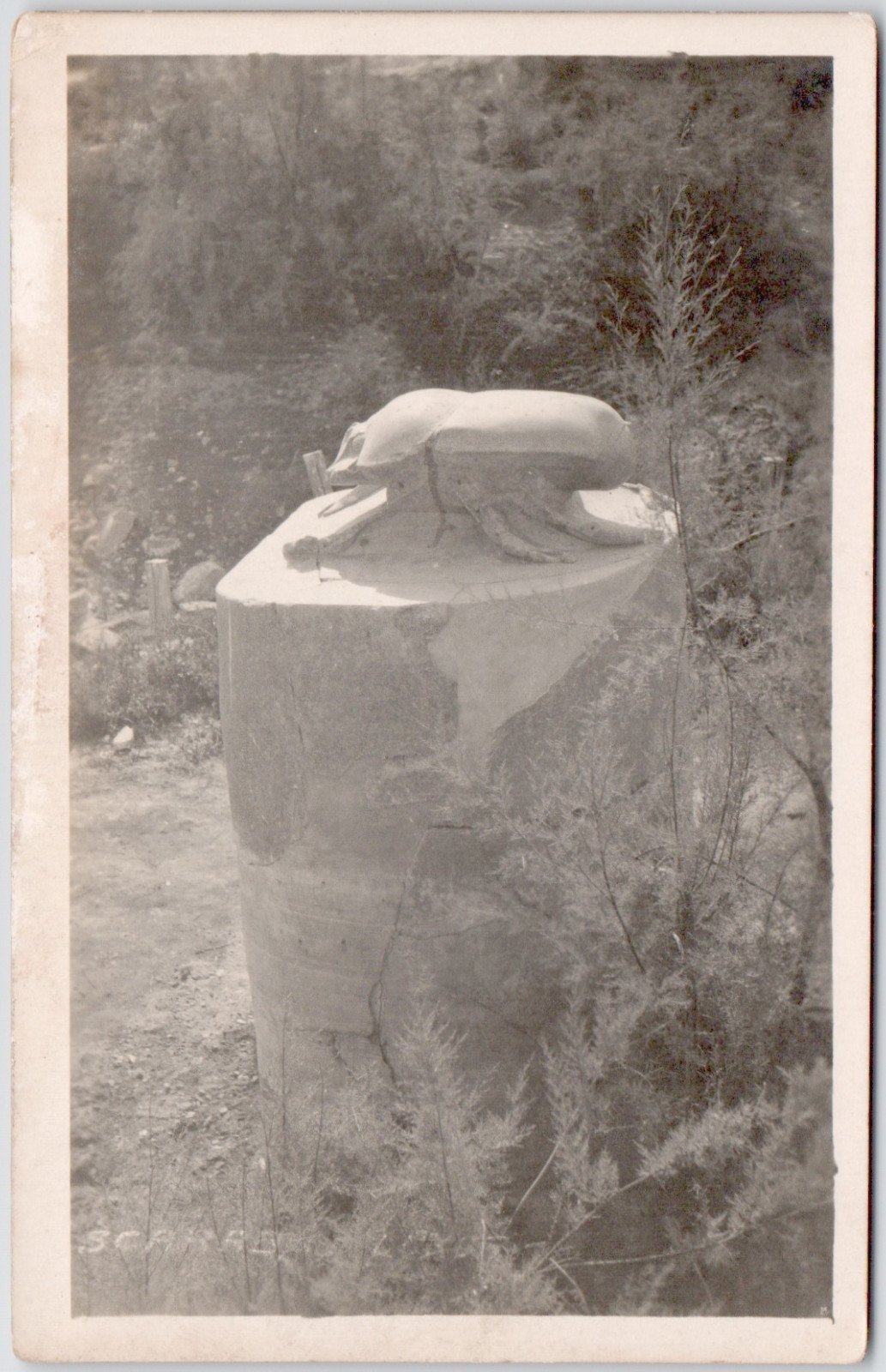 Egypt Karnak 1910 Sacred Scarab Beetle Resurrection Real Photo RPPC Postcard