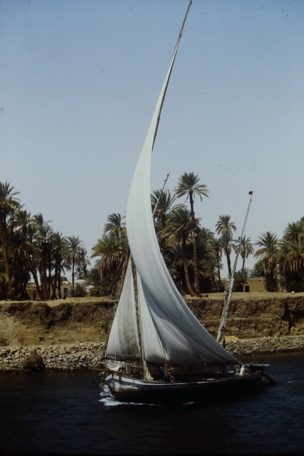 1985 35mm Slide, Felucca Sailboat, Nile River, Egypt, Palm Grove desert green 1985 35mm Slide, Felucca Sailboat, Nile River, Egypt, Palm Grove desert green