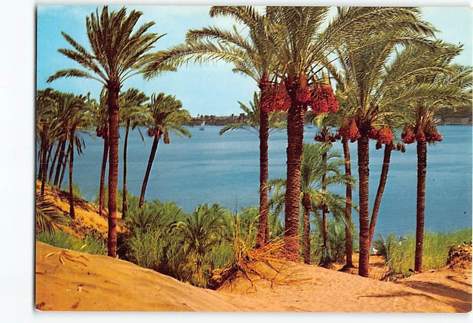 Postcard Beautiful view of the Nile at Aswan Egypt Postcard Beautiful view of the Nile at Aswan Egypt