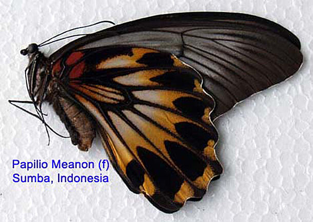 Butterfly - Papilionidae - Papilio Memnon (f) - Sumba, Indonesia - Rare
