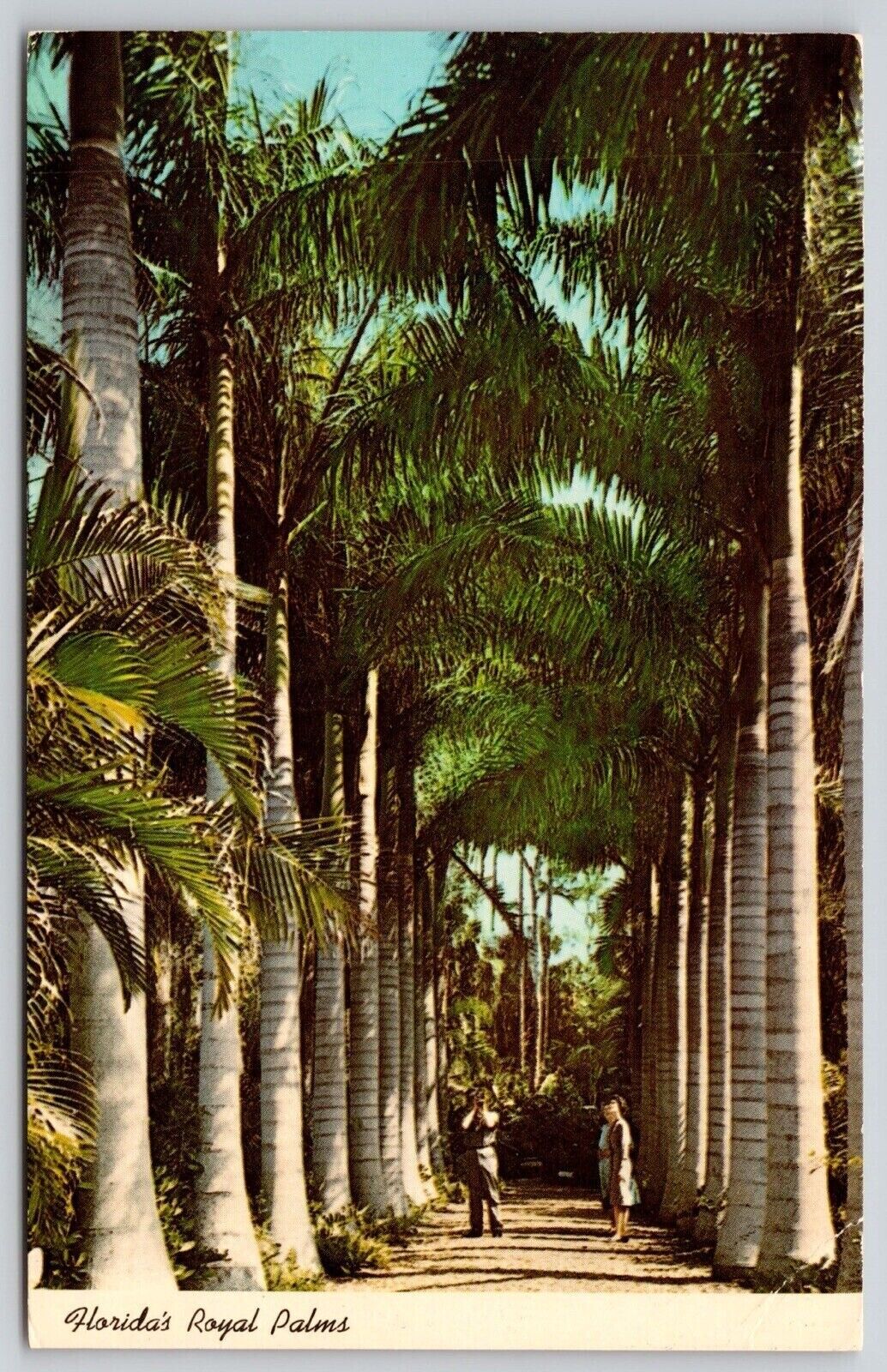 Colonnade Royal Palms Tropical Florida FL Postcard PM Cancel WOB Note VTG 8c