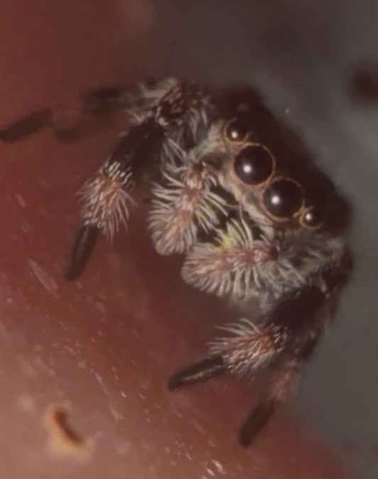 Regal Jumping Spider Around i4/i5