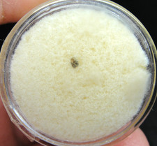 Bachmut - Meteorite - L6 Chondrite - Ukraine 1814 Fall - MUT-XXXX - Micro - COA picture
