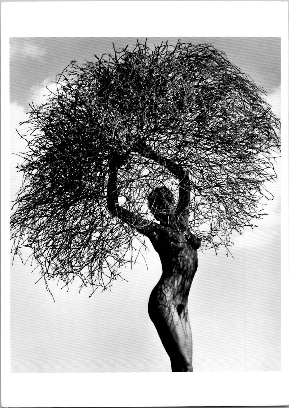 1986 Herb Ritts Risqué Nude Neith with Tumbleweed Paradise Cove Art Postcard 1986 Herb Ritts Risqué Nude Neith with Tumbleweed Paradise Cove Art Postcard
