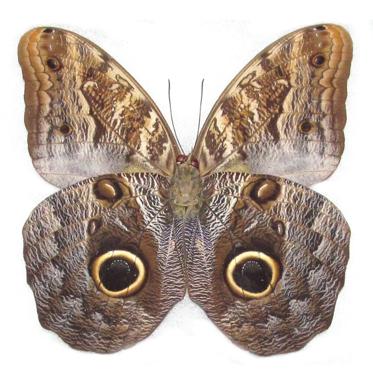 Caligo memnon ONE REAL BUTTERFLY OWL EYE UNMOUNTED WHOLESALE WINGS CLOSED