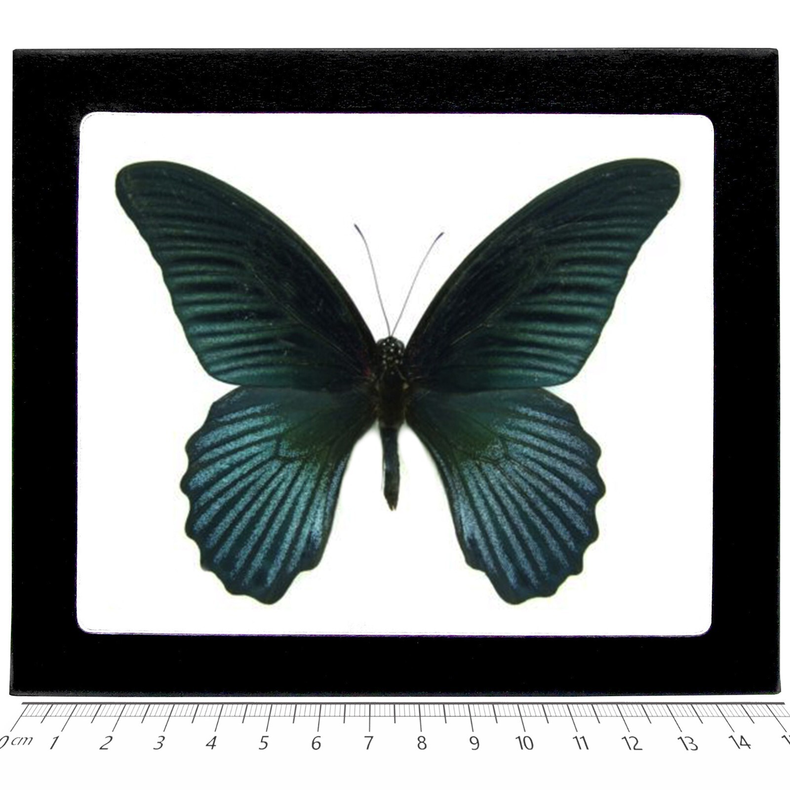 Papilio memnon agenor blue black butterfly Malaysia FRAMED