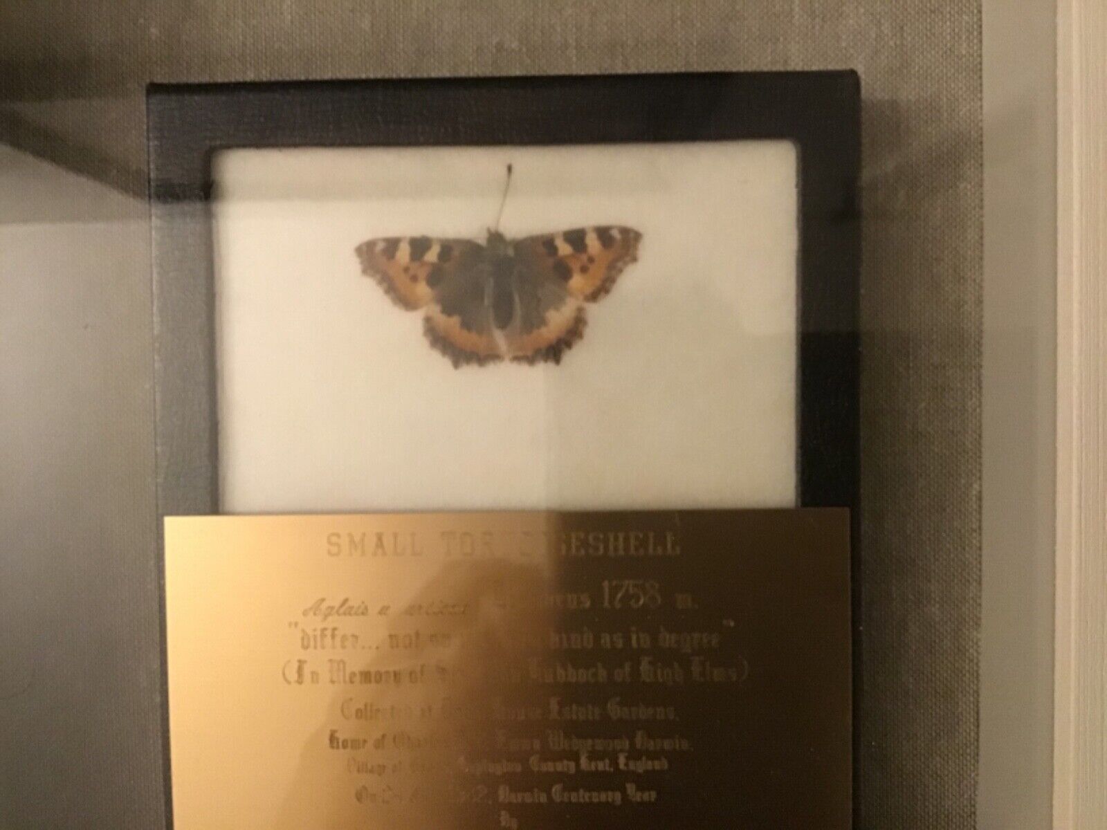 Real Butterfly Small Tortoiseshell acquired from Charles Darwin’s Estate 