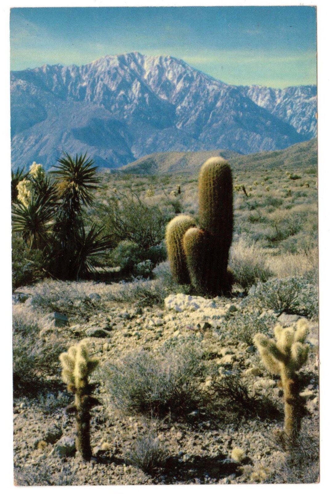 Vintage Postcard Arizona A Desert Panorama Cholla and Barrel catus Clathworthy