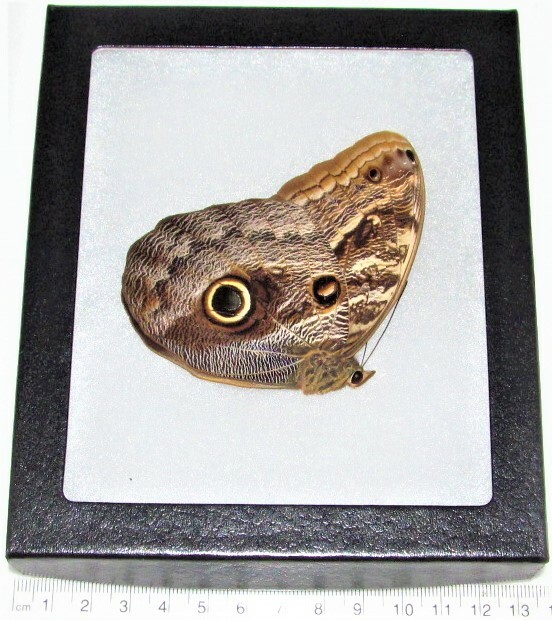 Caligo memnon REAL FRAMED OWL BUTTERFLY PERU Caligo memnon REAL FRAMED OWL BUTTERFLY PERU