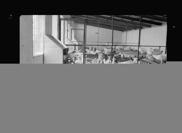 Photo:Bethlehem Palestine Esan Safieh Poultry Farm Bees 1939
